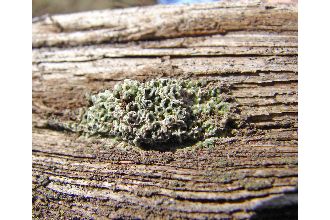 Megaspora Lichen