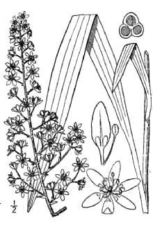 <i>Melanthium virginicum</i> L.