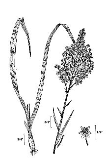 <i>Melanthium virginicum</i> L.