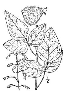<i>Meibomia viridiflora</i> (L.) Kuntze