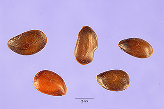 <i>Mimosa biuncifera</i> Benth. var. glabrescens A. Gray
