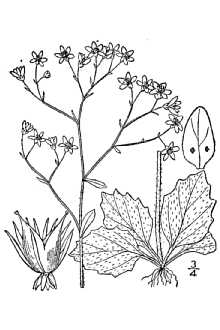 <i>Micranthes caroliniana</i> (A. Gray) Small