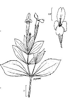 <i>Mimulus cardinalis</i> Douglas ex Benth. var. exsul Greene