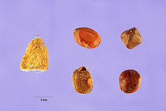 <i>Mimosa dysocarpa</i> Benth. var. wrightii (A. Gray) Kearney & Peebles