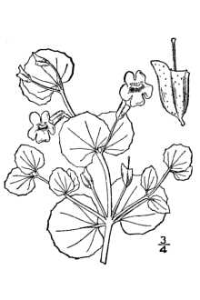 <i>Mimulus glabratus</i> Kunth var. fremontii (Benth.) A.L. Grant