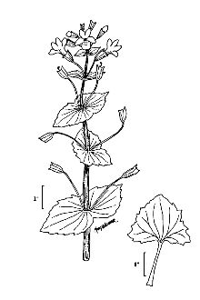 <i>Mimulus luteus</i> L. var. depauperatus A. Gray