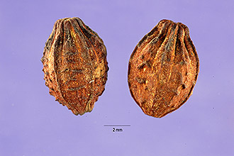 <i>Mirabilis jalapa</i> L. ssp. lindheimeri Standl.