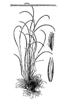 Kunth's Smallgrass