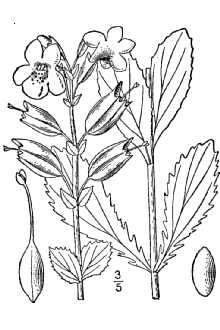 <i>Mimulus langsdorffii</i> Donn ex Greene var. platyphyllus Greene