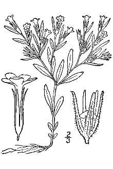 <i>Gilia gracilis</i> Hook. var. humilior (Hook.) H. St. John