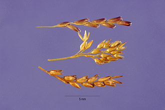 <i>Agrostis minima</i> L.