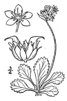 <i>Micranthes nivalis</i> (L.) Small