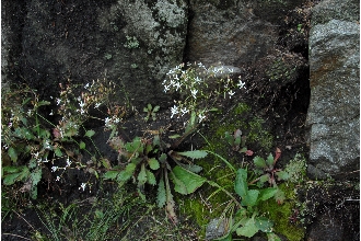 <i>Spathularia michauxii</i> (Britton) Small