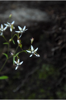 <i>Spathularia michauxii</i> (Britton) Small