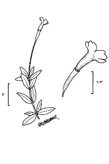 Primrose Monkeyflower