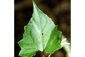 <i>Mikania batatifolia</i> auct. non DC.