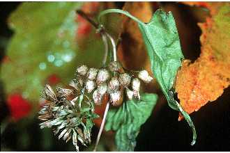 <i>Mikania scandens</i> (L.) Willd. var. pubescens (Nutt.) Torr. & A. Gray