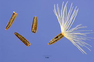 <i>Mikania batatifolia</i> auct. non DC.