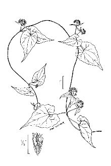 <i>Mikania angulosa</i> Raf.