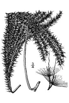 <i>Miscanthus sinensis</i> Andersson var. zebrinus Beal