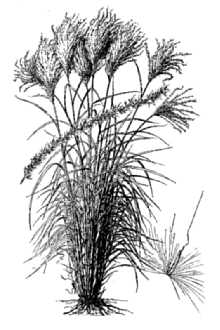 <i>Miscanthus sinensis</i> Andersson ssp. condensatus (Hack.) T. Koyama
