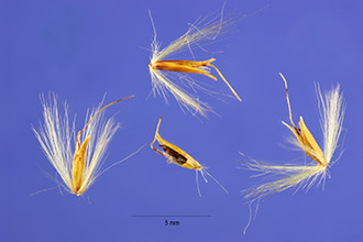 <i>Miscanthus sinensis</i> Andersson var. purpurascens (Andersson) Tzvel.
