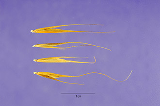 <i>Ehrharta stipoides</i> Labill.