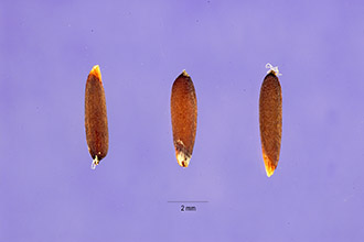 <i>Ehrharta stipoides</i> Labill.