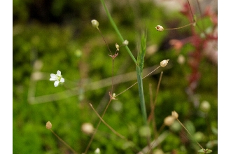 <i>Arenaria brevifolia</i> Nutt. ex Torr. & A. Gray