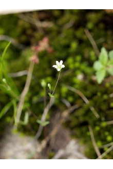 <i>Sabulina uniflora</i> (Walter) Small