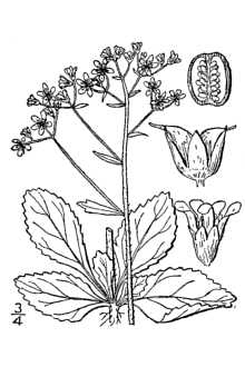 <i>Micranthes virginiensis</i> (Michx.) Small