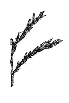 <i>Eulalia viminea</i> (Trin.) Kuntze var. variabilis Kuntze