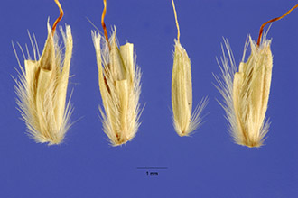 <i>Eulalia viminea</i> (Trin.) Kuntze var. variabilis Kuntze