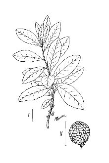 <i>Myrica heterophylla</i> Raf. var. curtissii (A. Chev) Fernald