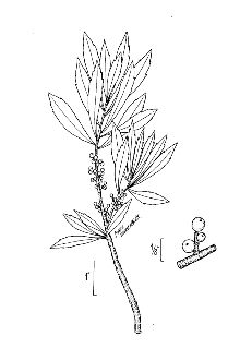 <i>Cerothamnus ceriferus</i> (L.) Small