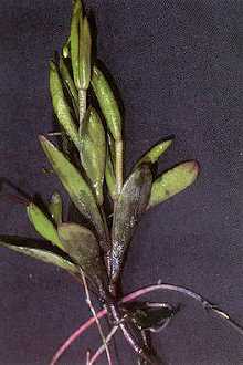 <i>Claytonia chamissoi</i> Ledeb. ex Spreng.