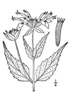 <i>Monarda fistulosa</i> L. var. clinopodia (L.) Cooperr.