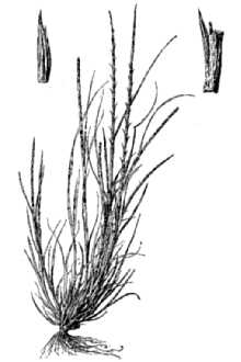 Barbgrass