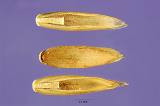 <i>Lepturus cylindricus</i> (Willd.) Trin.