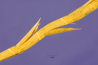 <i>Rottboellia cylindrica</i> Willd.