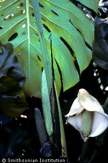 <i>Philodendron pertusum</i> Kunth & Bouche