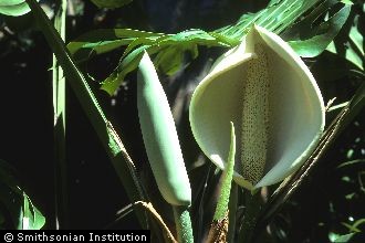 <i>Philodendron pertusum</i> Kunth & Bouche