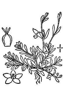 <i>Montia fontana</i> L. var. lamprosperma (Cham.) Fenzl