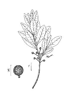<i>Cerothamnus inodorus</i> (W. Bartram) Small