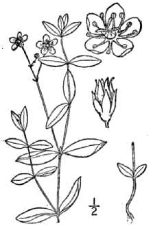 <i>Arenaria lateriflora</i> L. var. angustifolia (Regel) H. St. John