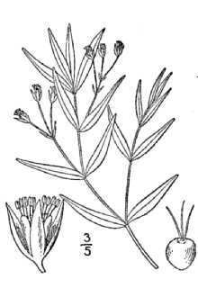 <i>Arenaria macrophylla</i> Hook.