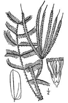 <i>Schrankia microphylla</i> (Dryand.) J.F. Macbr.