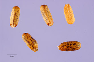 <i>Monardella odoratissima</i> Benth. ssp. glauca (Greene) Epling