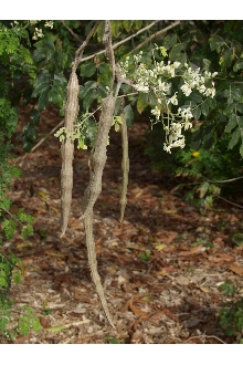 <i>Moringa pterygosperma</i> Gaertn.