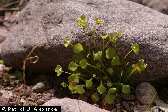 <i>Montia perfoliata</i> (Donn ex Willd.) Howell
